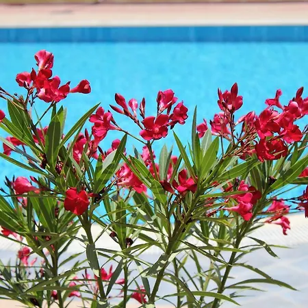 Daire Aqua 21 *